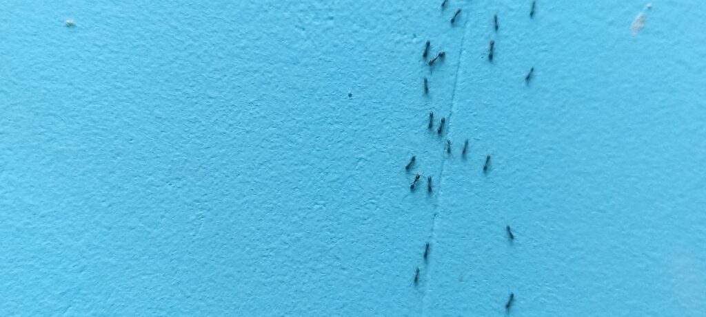 外壁に虫が集まる理由は何？防虫対策のポイントを解説のアイキャッチ画像